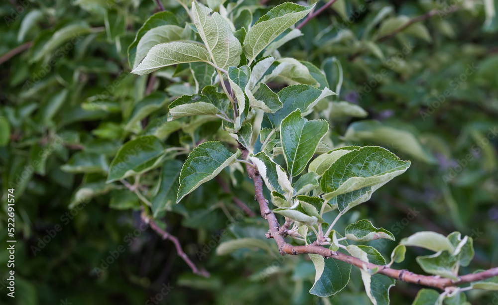 Branch of the apple tree on blurred background, selective focus Branch of the apple tree on blurred background, selective focus