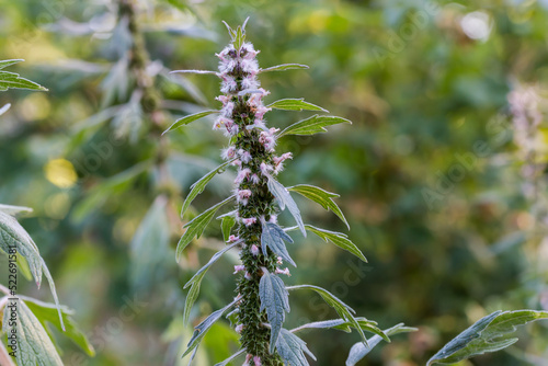 Top part of the flowering motherwort stem on blurred background photo