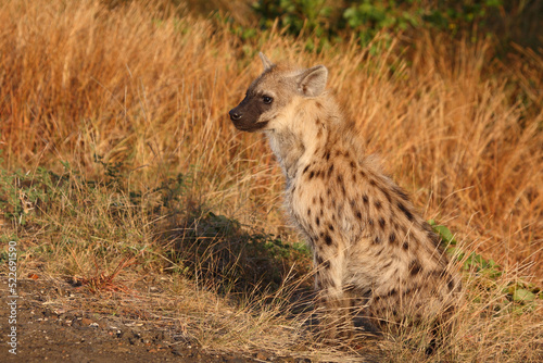 Tüpfelhyäne / Spotted hyaena / Crocuta crocuta... © Ludwig