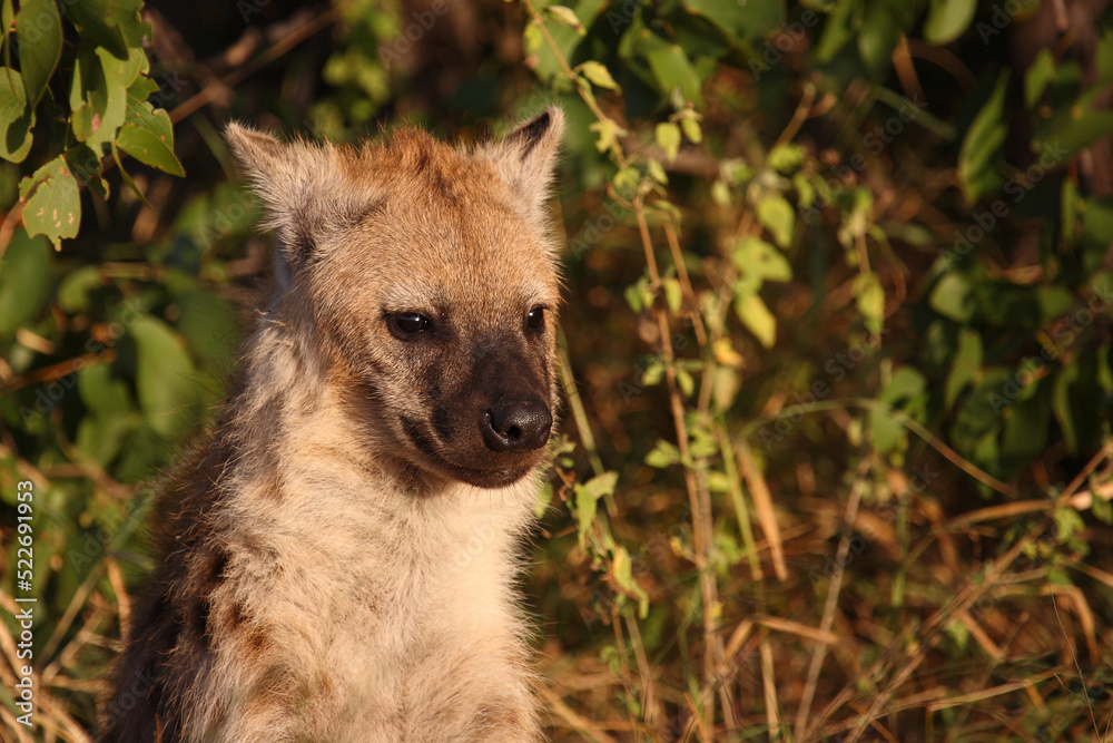 Tüpfelhyäne / Spotted hyaena / Crocuta crocuta... Tüpfelhyäne / Spotted hyaena / Crocuta crocuta...