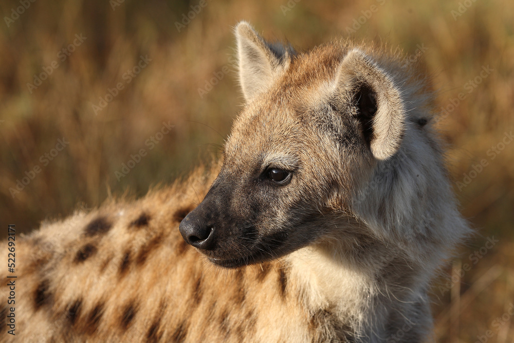Tüpfelhyäne / Spotted hyaena / Crocuta crocuta...