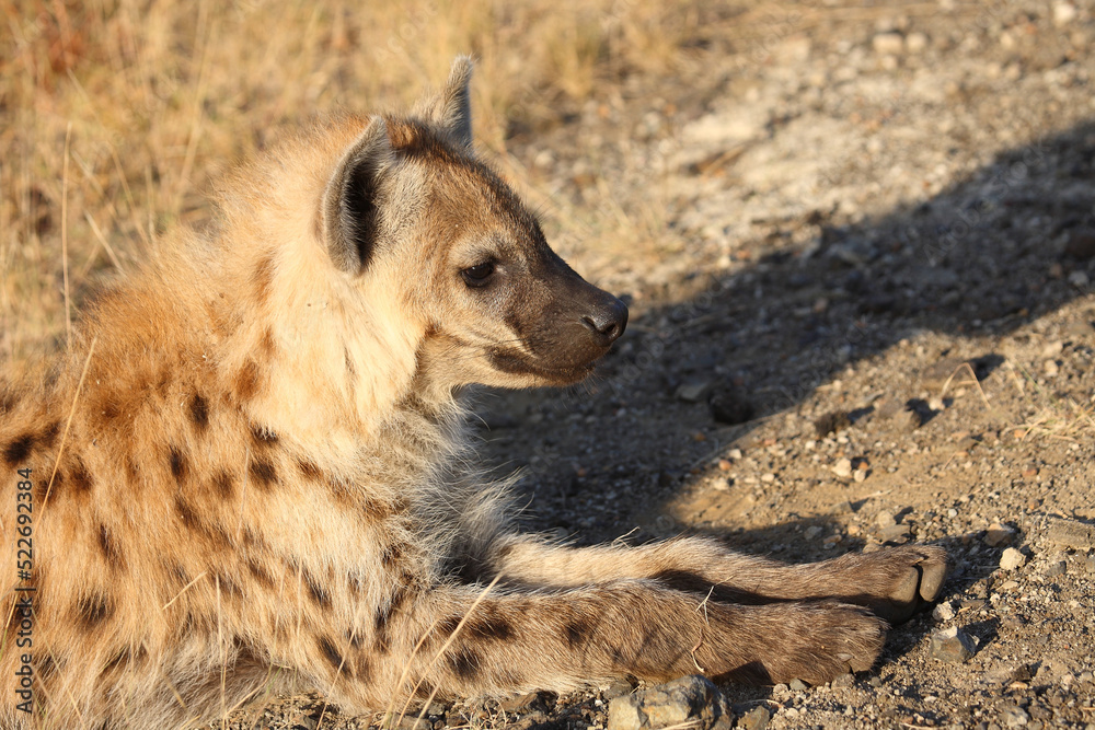 Tüpfelhyäne / Spotted hyaena / Crocuta crocuta... Tüpfelhyäne / Spotted hyaena / Crocuta crocuta...