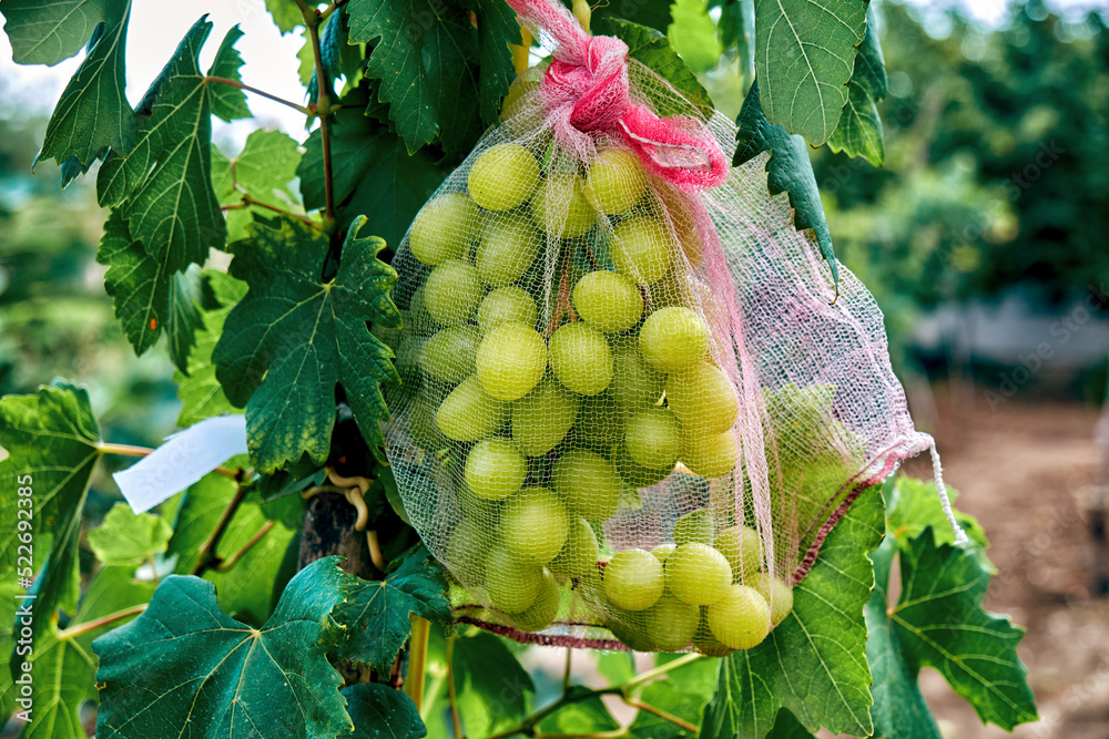 A bunch of grapes in a protective net