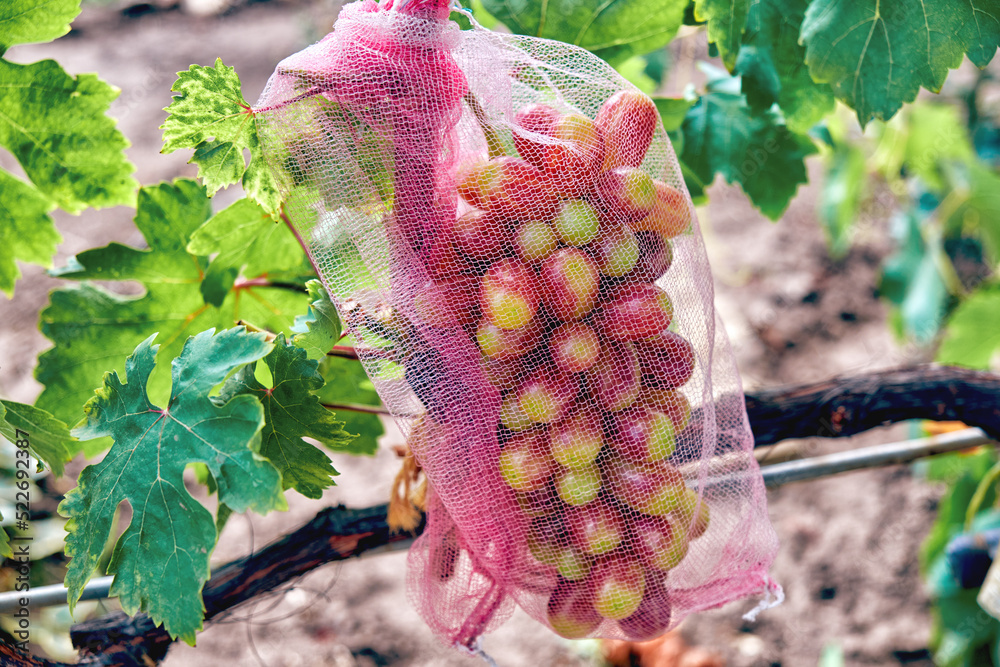 A bunch of grapes in a protective net