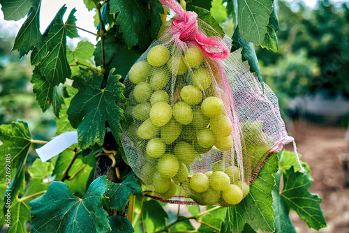 Obraz na płótnie A bunch of grapes in a protective net w salonie
