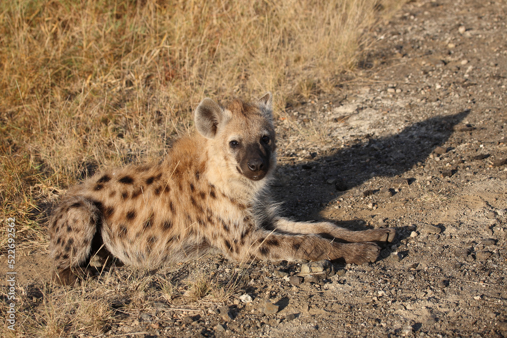 Tüpfelhyäne / Spotted hyaena / Crocuta crocuta... Tüpfelhyäne / Spotted hyaena / Crocuta crocuta...