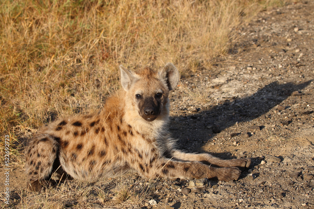 Tüpfelhyäne / Spotted hyaena / Crocuta crocuta... Tüpfelhyäne / Spotted hyaena / Crocuta crocuta...