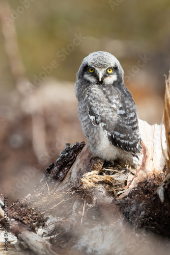 Northern hawk owl