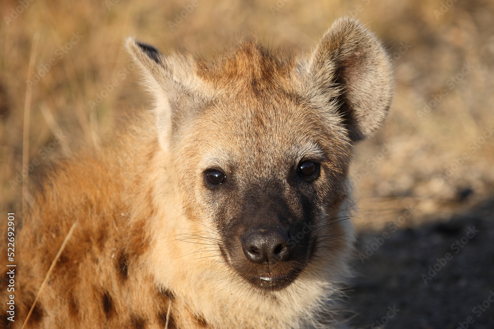 Tüpfelhyäne / Spotted hyaena / Crocuta crocuta... Tüpfelhyäne / Spotted hyaena / Crocuta crocuta...