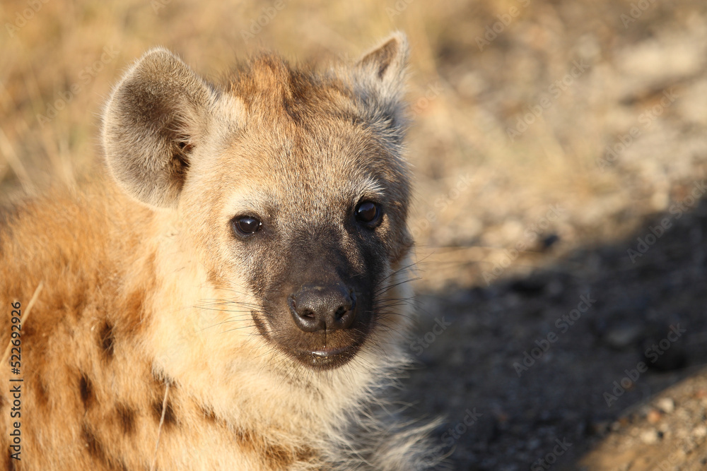 Tüpfelhyäne / Spotted hyaena / Crocuta crocuta... Tüpfelhyäne / Spotted hyaena / Crocuta crocuta...
