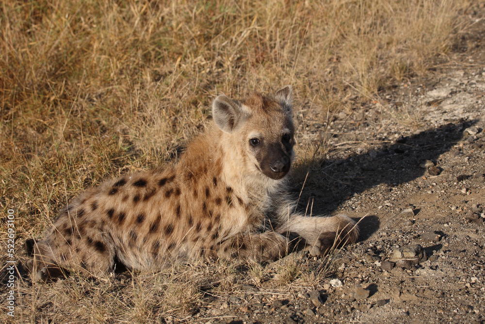 Tüpfelhyäne / Spotted hyaena / Crocuta crocuta... Tüpfelhyäne / Spotted hyaena / Crocuta crocuta...