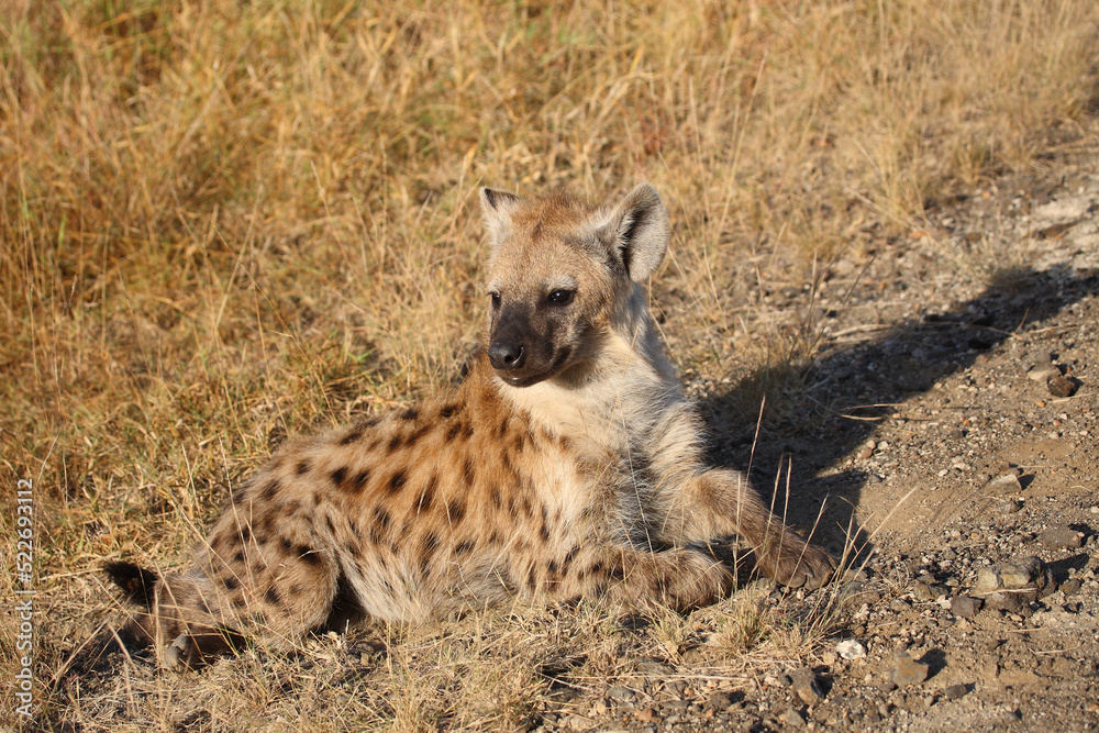 Tüpfelhyäne / Spotted hyaena / Crocuta crocuta... Tüpfelhyäne / Spotted hyaena / Crocuta crocuta...