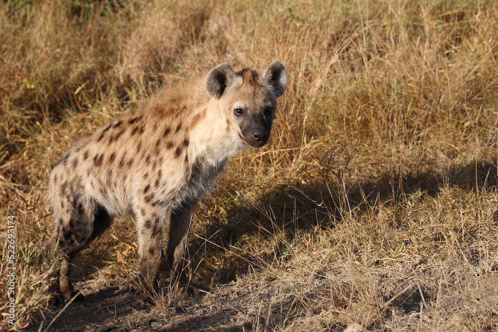 Tüpfelhyäne / Spotted hyaena / Crocuta crocuta... Tüpfelhyäne / Spotted hyaena / Crocuta crocuta...