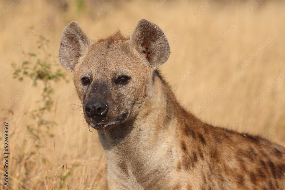 Tüpfelhyäne / Spotted hyaena / Crocuta crocuta... Tüpfelhyäne / Spotted hyaena / Crocuta crocuta...