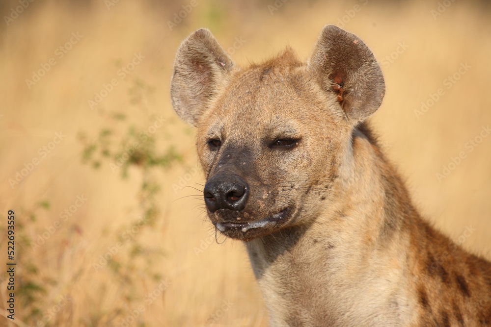 Tüpfelhyäne / Spotted hyaena / Crocuta crocuta... Tüpfelhyäne / Spotted hyaena / Crocuta crocuta...
