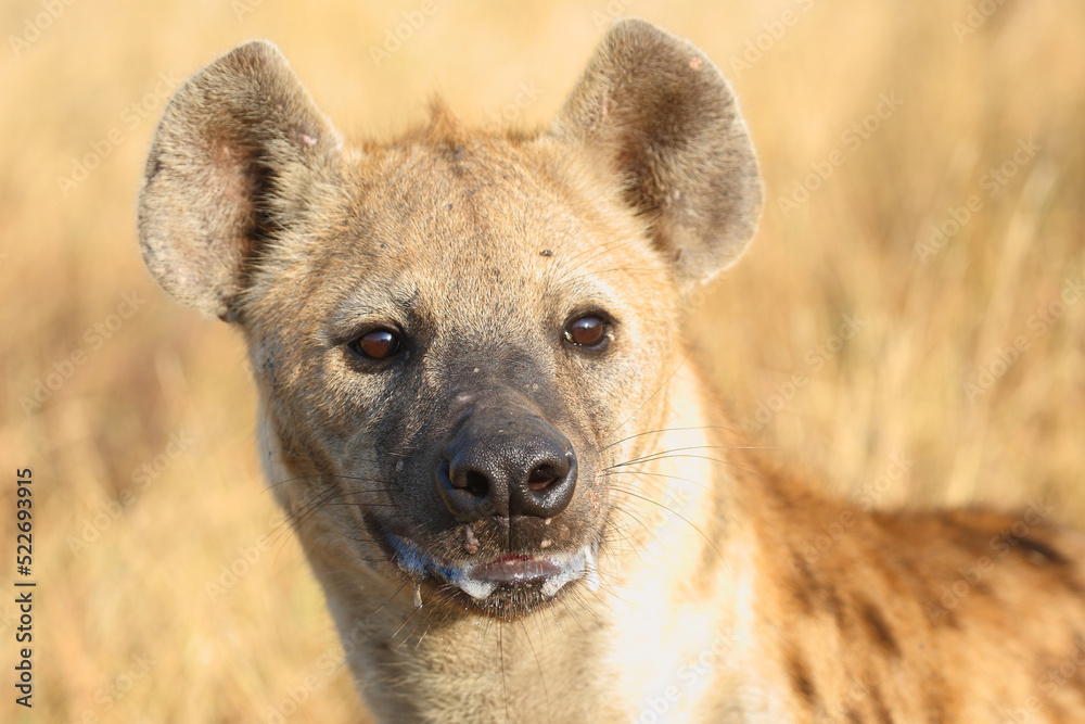 Tüpfelhyäne / Spotted hyaena / Crocuta crocuta... Tüpfelhyäne / Spotted hyaena / Crocuta crocuta...