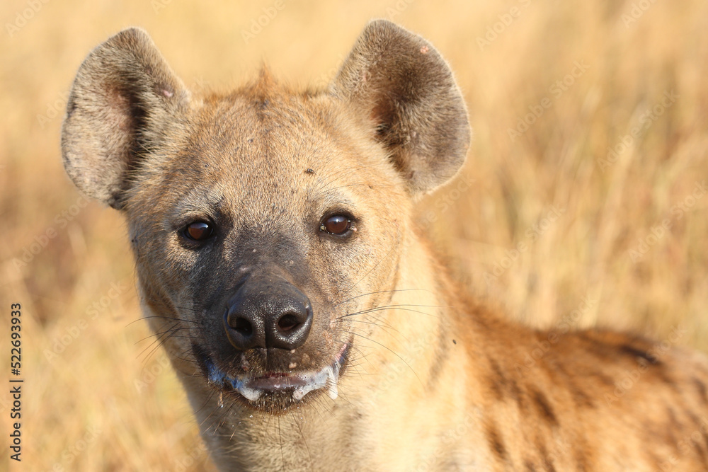 Tüpfelhyäne / Spotted hyaena / Crocuta crocuta... Tüpfelhyäne / Spotted hyaena / Crocuta crocuta...