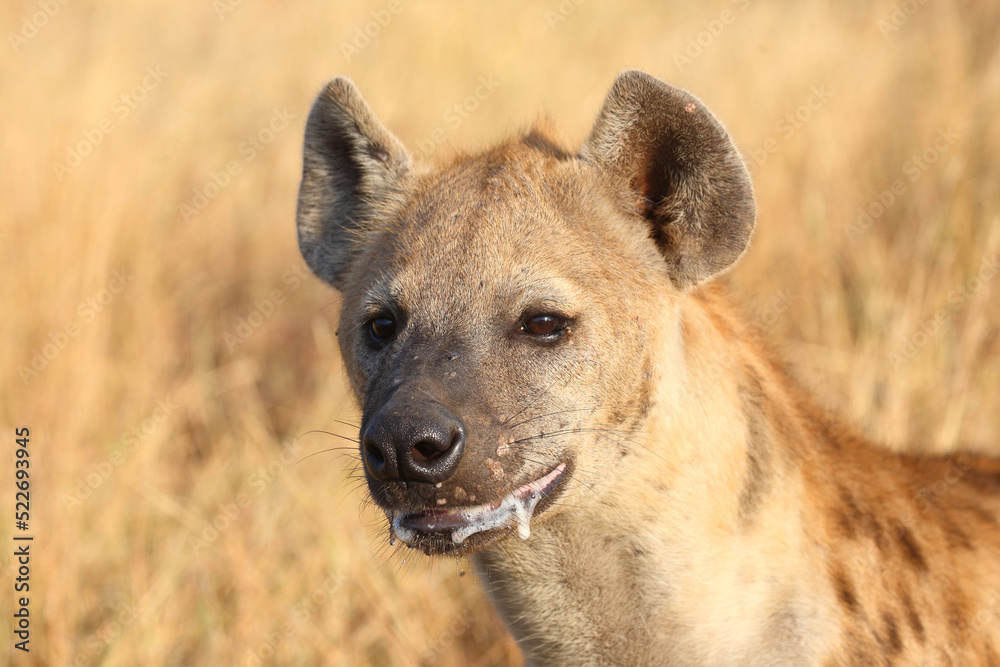 Tüpfelhyäne / Spotted hyaena / Crocuta crocuta... Tüpfelhyäne / Spotted hyaena / Crocuta crocuta...