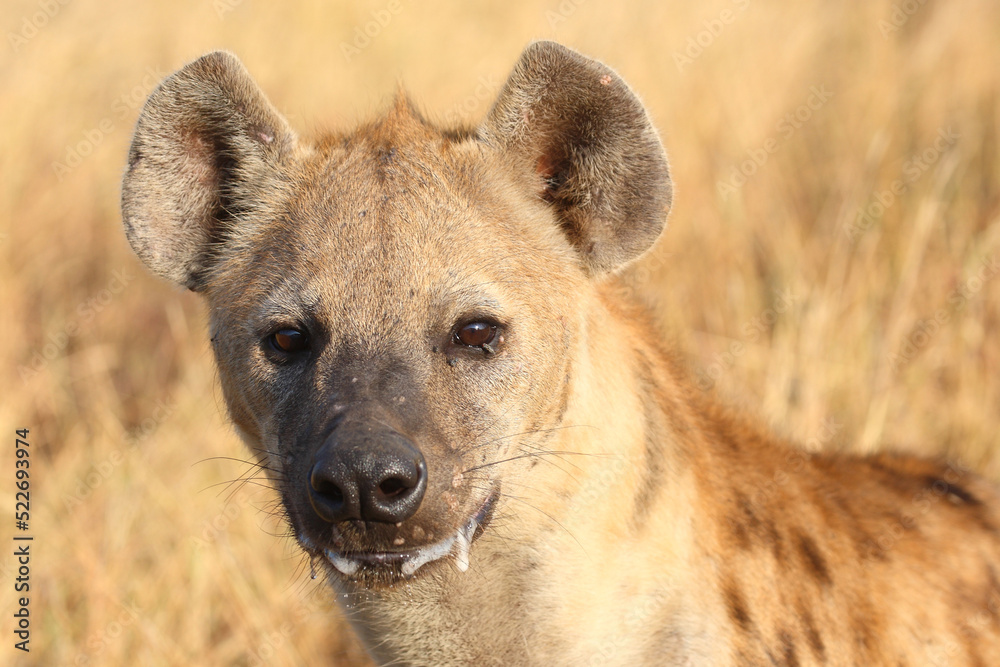 Tüpfelhyäne / Spotted hyaena / Crocuta crocuta... Tüpfelhyäne / Spotted hyaena / Crocuta crocuta...