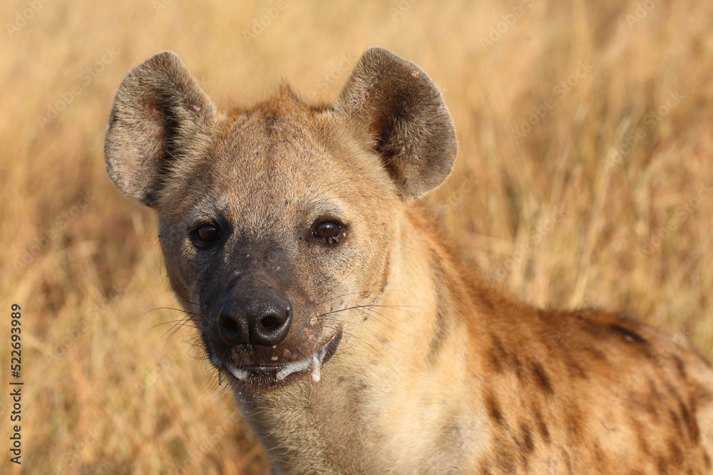 Tüpfelhyäne / Spotted hyaena / Crocuta crocuta... Tüpfelhyäne / Spotted hyaena / Crocuta crocuta...