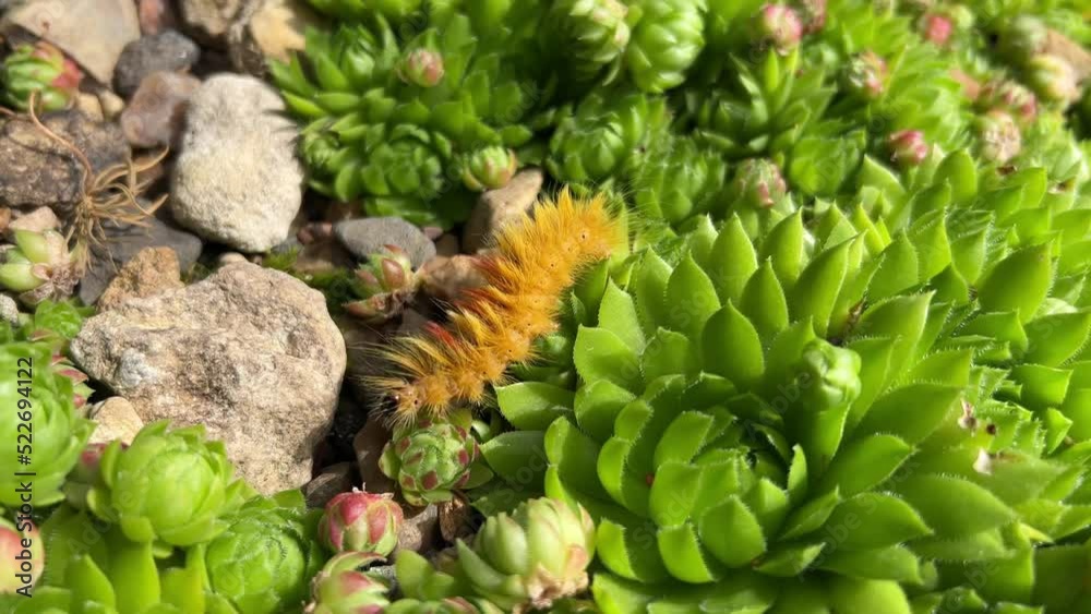 Bright multi colored beautiful caterpillar Acronicta Aceris insect with fur hair Bright multi colored beautiful caterpillar Acronicta Aceris insect with fur hair