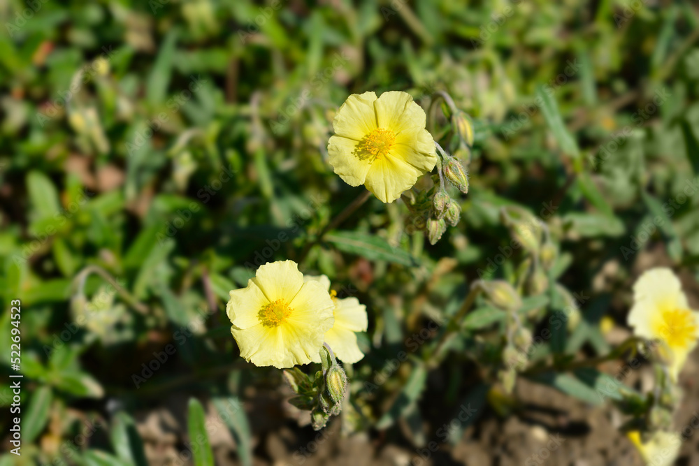 Oval-leaved rockrose Oval-leaved rockrose