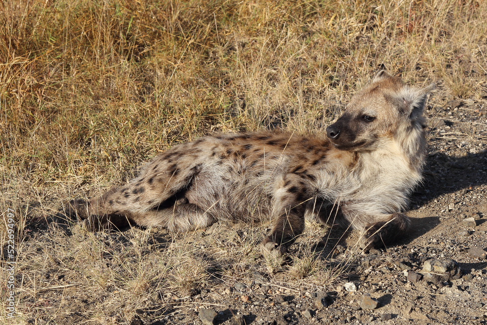 Tüpfelhyäne / Spotted hyaena / Crocuta crocuta...