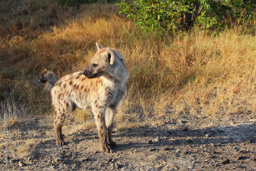 Tüpfelhyäne / Spotted hyaena / Crocuta crocuta... © Ludwig