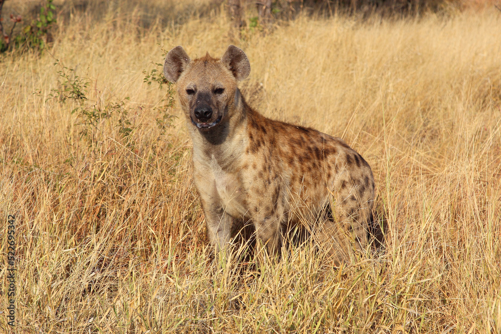 Tüpfelhyäne / Spotted hyaena / Crocuta crocuta... Tüpfelhyäne / Spotted hyaena / Crocuta crocuta...