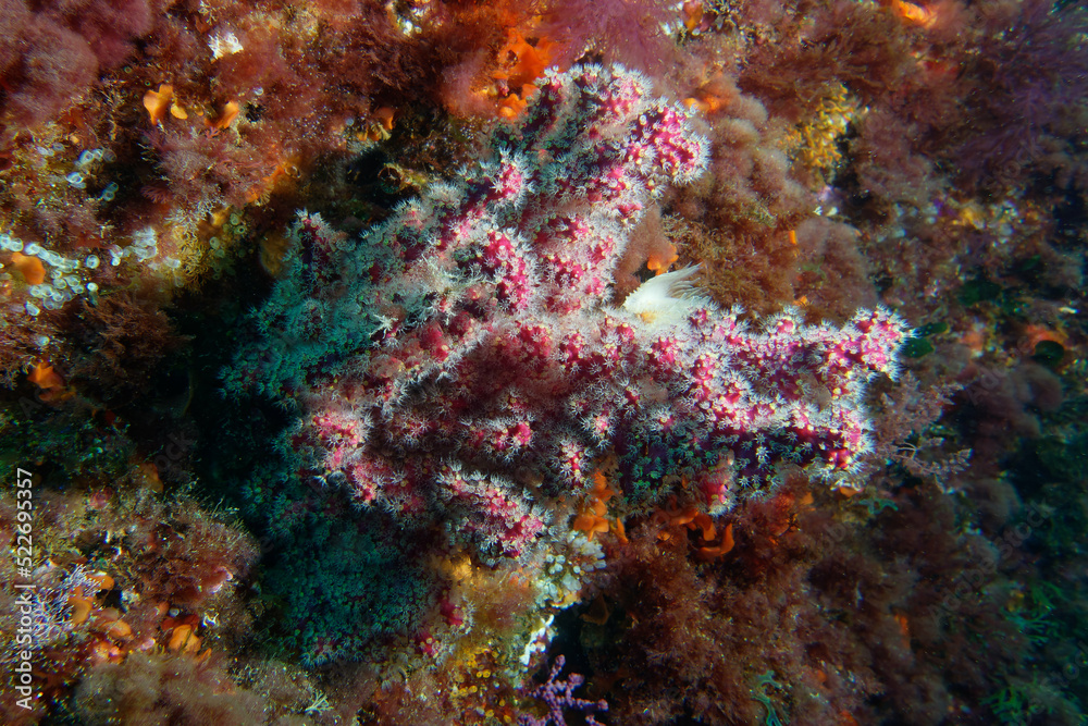 Encrusting alcyonarian or False coral (Alcyonium coralloides) in Mediterranean Sea