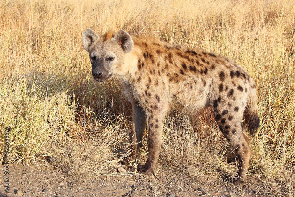 Tüpfelhyäne / Spotted hyaena / Crocuta crocuta... Tüpfelhyäne / Spotted hyaena / Crocuta crocuta...