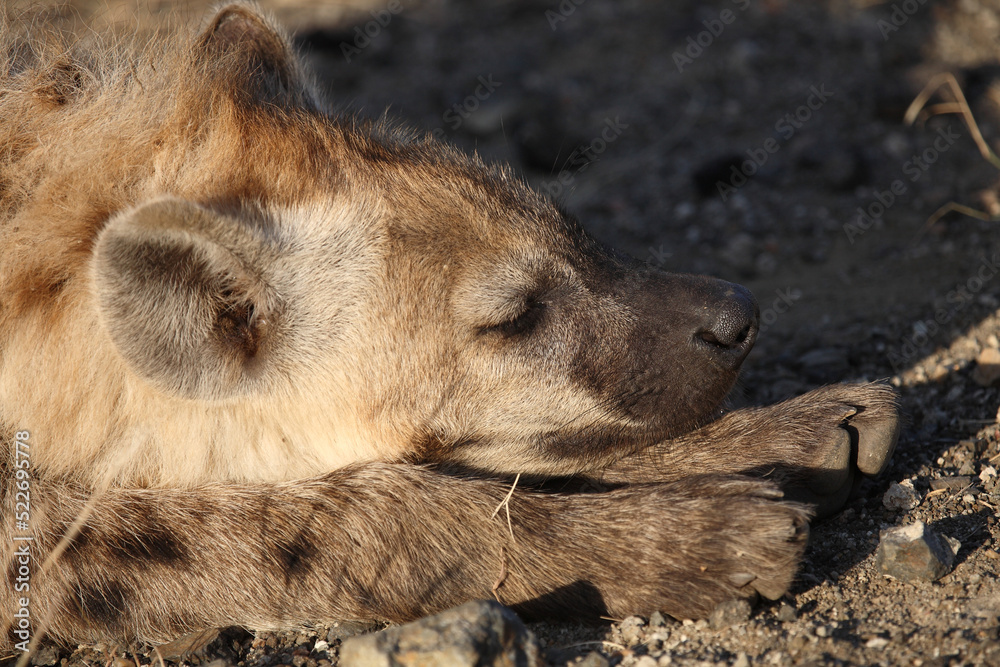 Tüpfelhyäne / Spotted hyaena / Crocuta crocuta.... Tüpfelhyäne / Spotted hyaena / Crocuta crocuta....