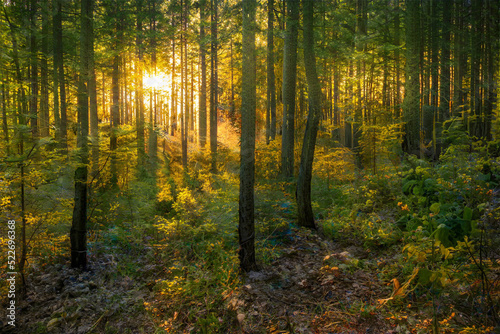 Magical sunset in the forest. © vlntn
