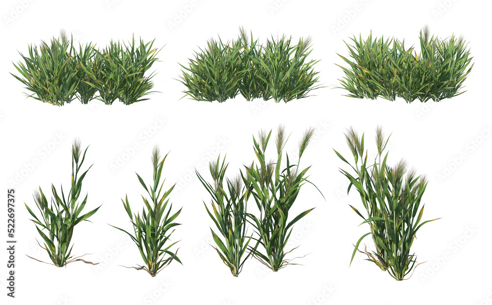 Plants and shrubs with flowers on a transparent background.