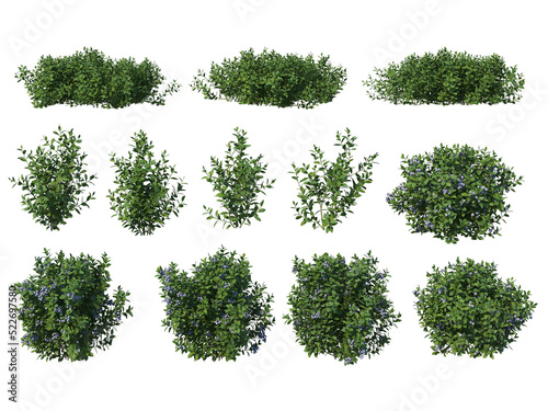 Papier peint Plants and shrubs with flowers on a transparent background.