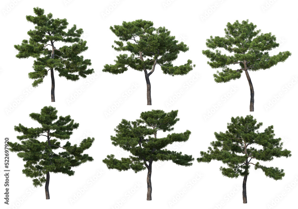 Trees with tall trunks on a transparent background