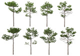 Trees with tall trunks on a transparent background