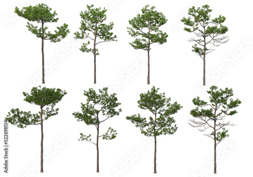 Trees with tall trunks on a transparent background photo