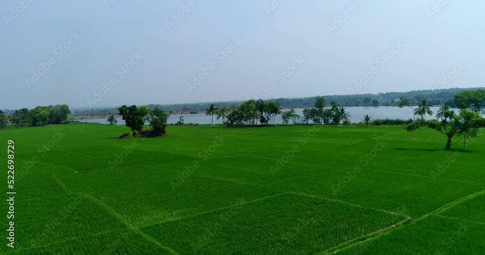 Aerial shot of bright green young rice fields along river Aerial shot of bright green young rice fields along river