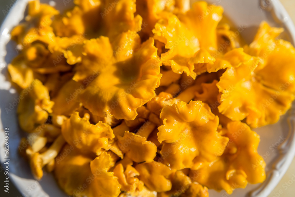 Raw chanterelles mushroom in white bowl.Macro shoot. Soft focus. Raw chanterelles mushroom in white bowl.Macro shoot. Soft focus.