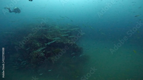 Wallpaper Mural Under Water Film from Sail Rock island in Thailand - murky scene of two scuba divers and a few Barracuda fish gliding above the ocean floor Torontodigital.ca