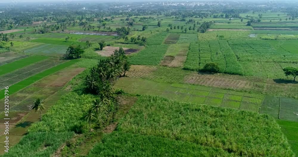 Aerial shot of various fields like rice and sugar cane, coconut trees around Aerial shot of various fields like rice and sugar cane, coconut trees around