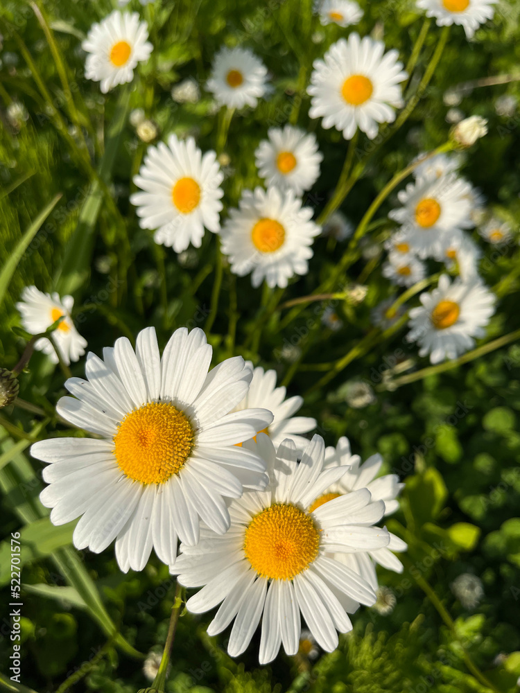 Close up of daisy flowers in a green summer meadow Close up of daisy flowers in a green summer meadow