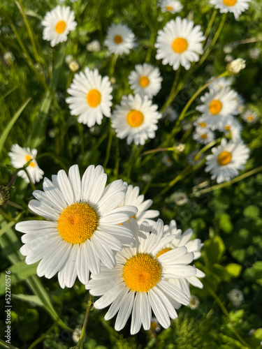 Close up of daisy flowers in a green summer meadow