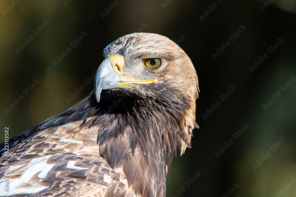 Naklejka premium Aigle