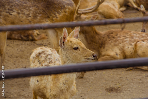 Deer or muncak is a relative of deer belonging to the genus Muntiacus. The deer in the Zoo. photo