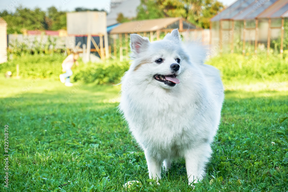 A small white spitz dog. Man's best friend, friendly dog running on the ground A small white spitz dog. Man's best friend, friendly dog running on the ground