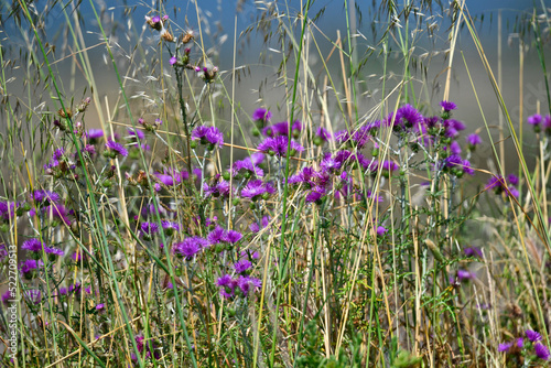 purple milk thistle // Filzige Milchfleckdistel (Galactites tomentosus) - Missolonghi, Greece photo