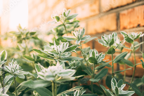 herbs in a garden and old yellow brick wall behind