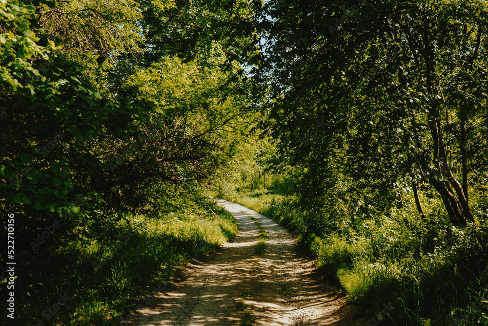 Obraz premium Dirt path in the forest